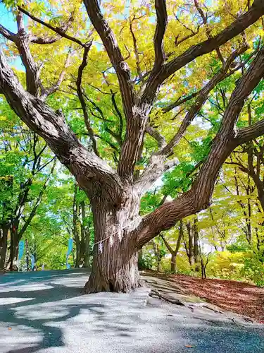 相馬神社の自然