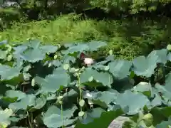 東寺（教王護国寺）の自然