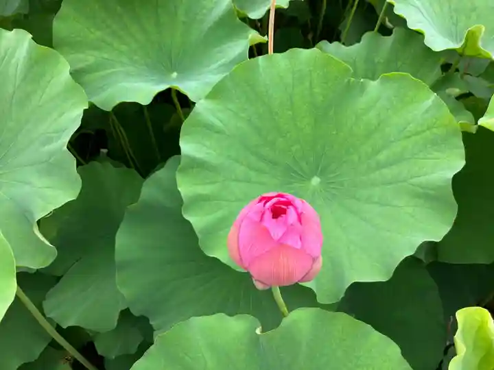 寛永寺不忍池弁天堂(東京都)