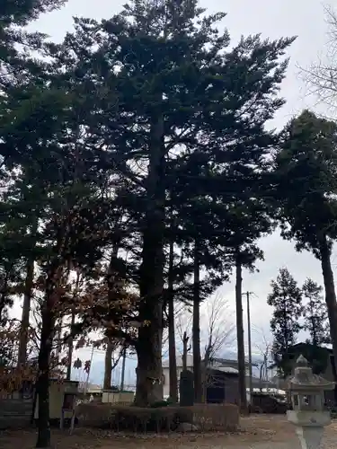 大宮神社の自然