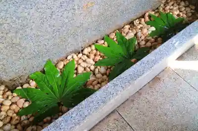 東京大神宮の手水舎