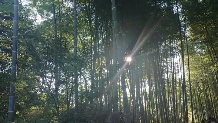 高台寺(高台寿聖禅寺・高臺寺)の自然