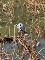 御髪神社の動物