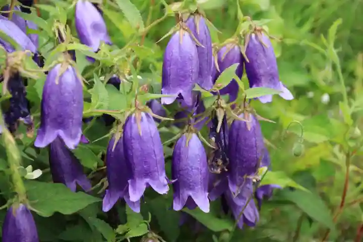 菅布禰神社の自然