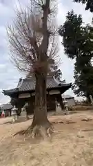 八阪神社.千代神社の自然