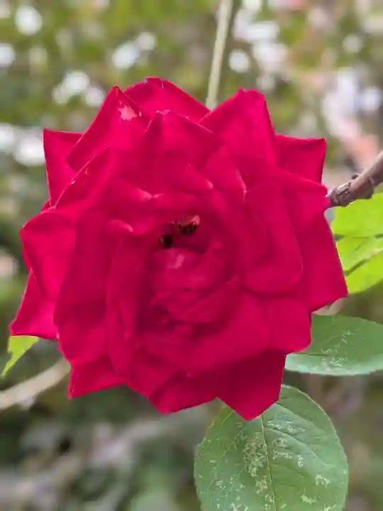 乃木神社(東京都)