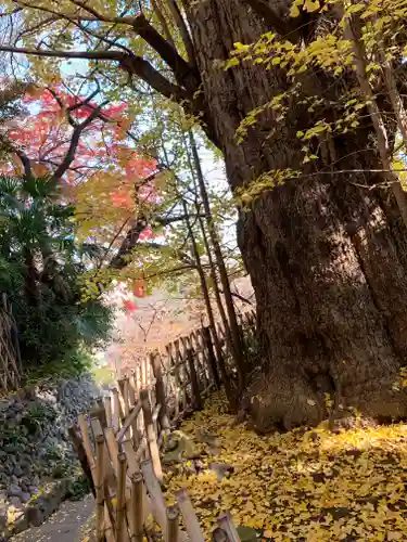 王子神社の自然