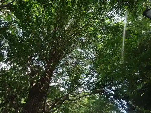 弥生神社の自然