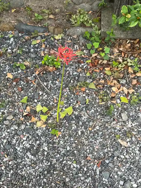 朝日氷川神社(埼玉県)