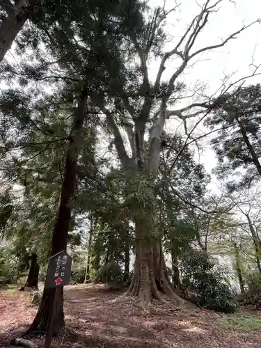 神炊館神社 ⁂奥州須賀川総鎮守⁂の自然