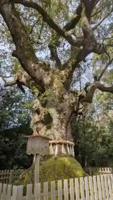 稗田野神社(薭田野神社)(京都府)