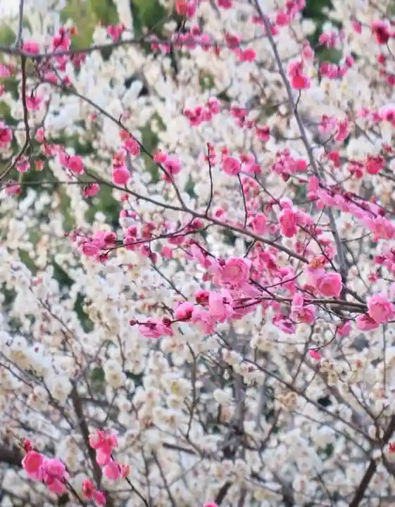 十日恵比須神社(福岡県)