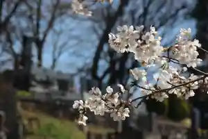 国宝 大法寺(長野県)(2023年04月04日(火) 17時27分42秒投稿)