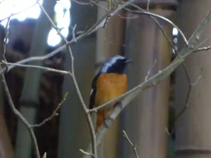 白笹稲荷神社の動物