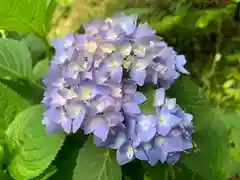 普門寺(切り絵御朱印発祥の寺)(愛知県)