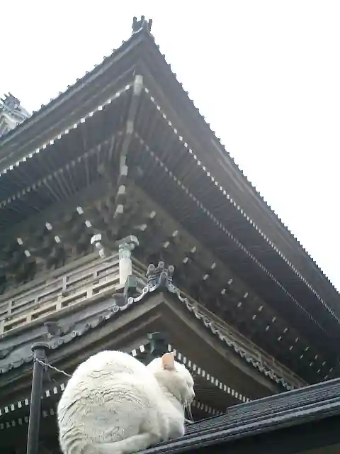 光明寺の動物