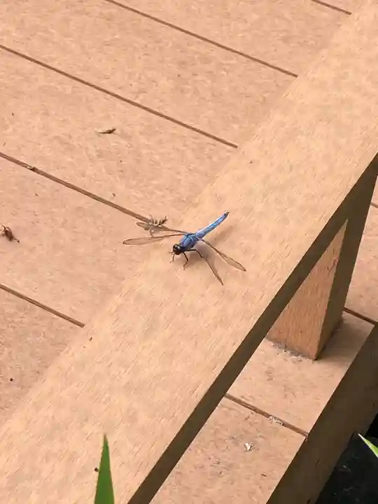 愛宕神社(東京都)