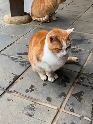 江島神社の動物