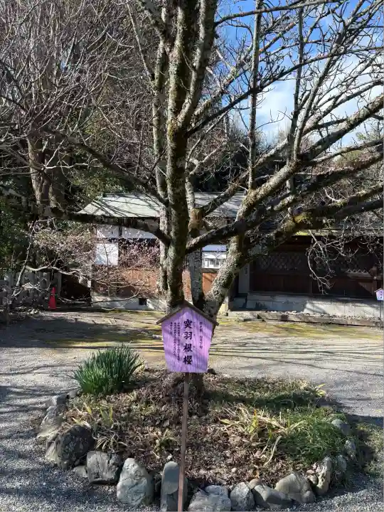 平野神社(京都府)