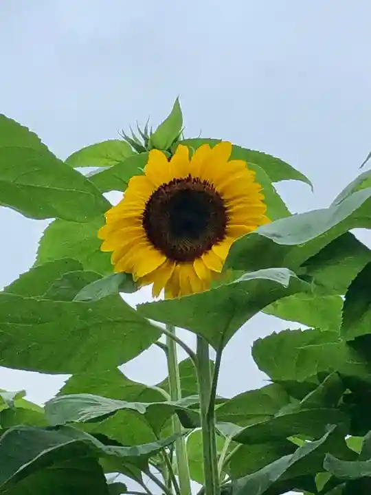 糀谷八幡宮の自然