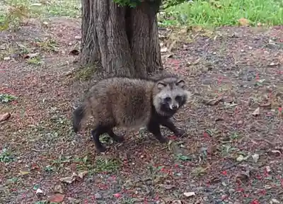 留辺蘂神社の動物