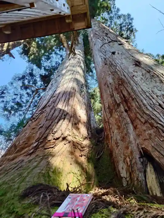 白山中居神社の{uncategorized: "未分類", other: "その他", undefined: "問題あり", building: "その他建物", grave: "お墓", sacred_gate: "鳥居", guardian: "狛犬", statue: "像", buddha: "仏像", history: "歴史", nature: "自然", garden: "庭園", animal: "動物", pagoda: "塔", temizu: "手水舎", mountain_gate: "山門・神門", sanctuary: "本殿・本堂", subordinate: "末社・摂社", art: "芸術", scenery: "景色", jizo: "地蔵", ema: "絵馬", goshuin: "御朱印", omikuji: "おみくじ", items: "授与品その他", amulet: "お守り", goshuincho: "御朱印帳", eats: "食事", festival: "お祭り", votive_dance: "神楽", shichigosan: "七五三参", wedding: "結婚式", experience: "体験その他", initially: "初詣", around: "周辺", anti_infection: "感染症対策"}
