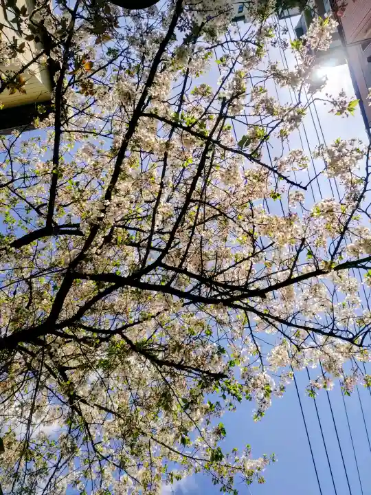 千住本氷川神社の{uncategorized: "未分類", other: "その他", undefined: "問題あり", building: "その他建物", grave: "お墓", sacred_gate: "鳥居", guardian: "狛犬", statue: "像", buddha: "仏像", history: "歴史", nature: "自然", garden: "庭園", animal: "動物", pagoda: "塔", temizu: "手水舎", mountain_gate: "山門・神門", sanctuary: "本殿・本堂", subordinate: "末社・摂社", art: "芸術", scenery: "景色", jizo: "地蔵", ema: "絵馬", goshuin: "御朱印", omikuji: "おみくじ", items: "授与品その他", amulet: "お守り", goshuincho: "御朱印帳", eats: "食事", festival: "お祭り", votive_dance: "神楽", shichigosan: "七五三参", wedding: "結婚式", experience: "体験その他", initially: "初詣", around: "周辺", anti_infection: "感染症対策"}