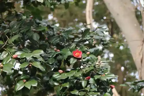 阿久津「田村神社」（郡山市阿久津町）旧社名：伊豆箱根三嶋三社の庭園