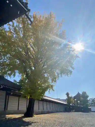 本願寺（西本願寺）(京都府)