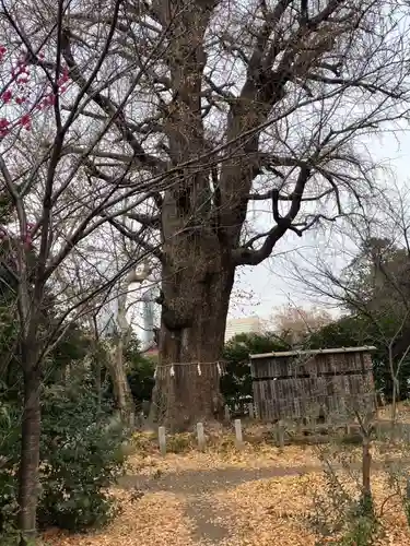 芝東照宮の自然