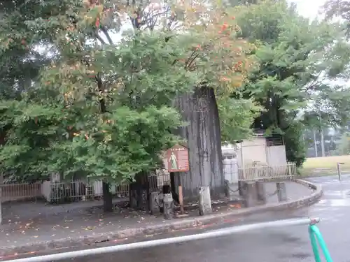 櫻岡大神宮の歴史