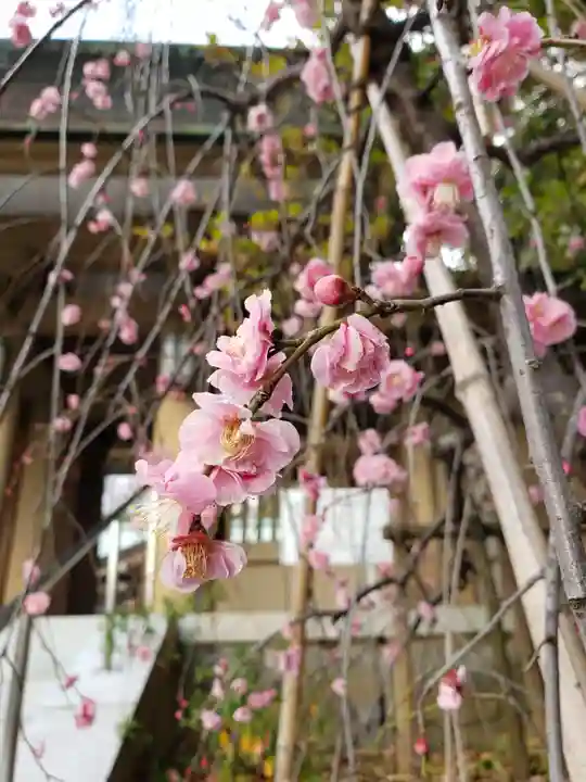 東郷神社の自然