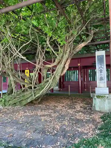 笠間稲荷神社の自然