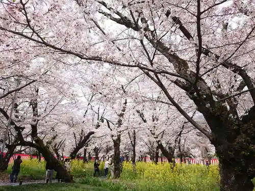 平野神社(京都府)