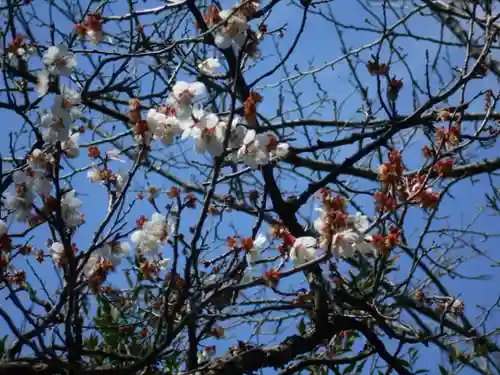 極楽寺（霊鷲山感應院極楽律寺）の自然