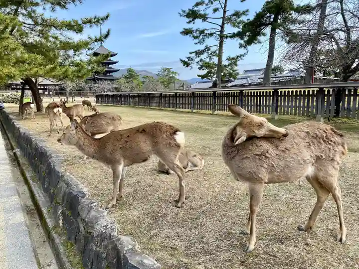 興福寺(奈良県)