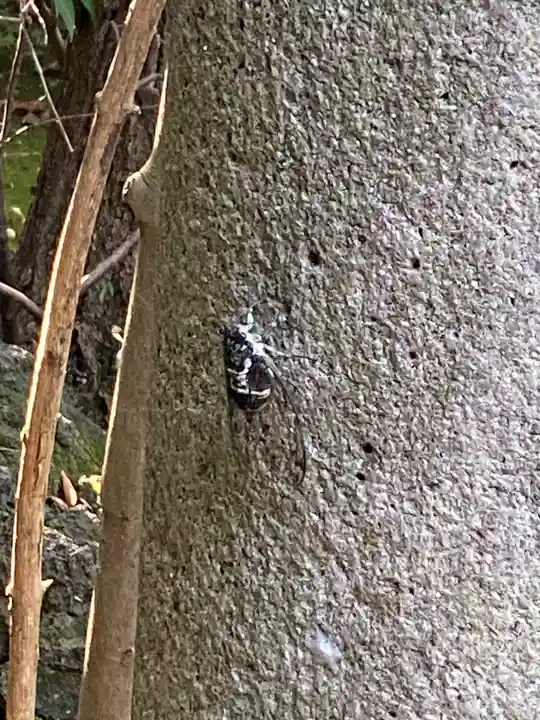 赤坂氷川神社(東京都)