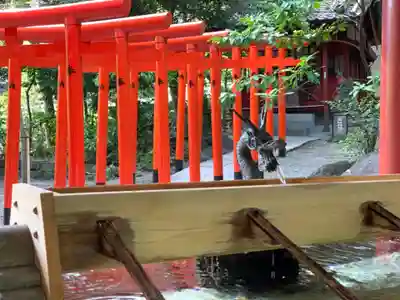 來宮神社の手水舎