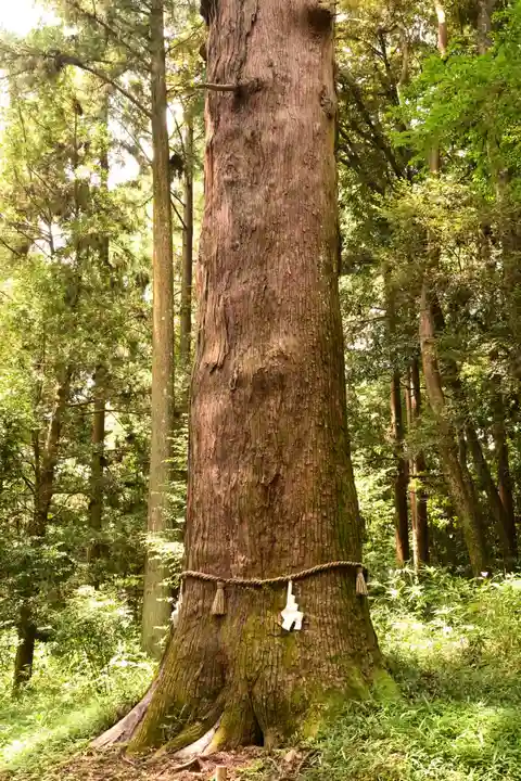土佐神社(高知県)