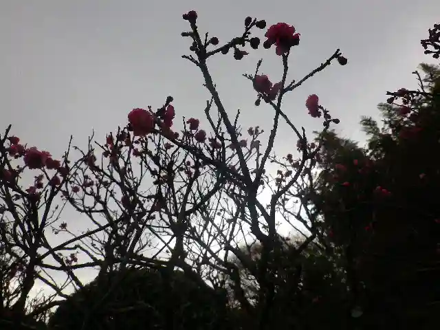 浄光明寺の自然