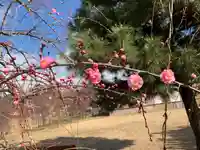 柳澤神社の自然