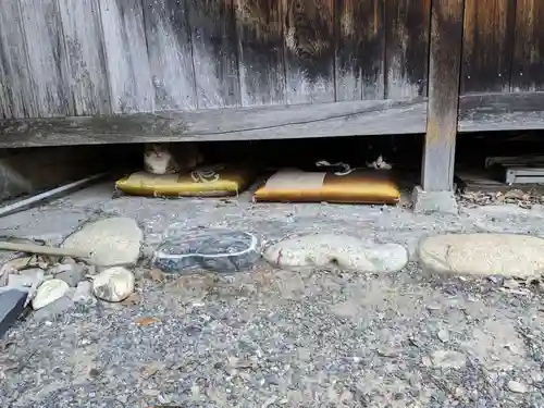 八幡社（柏井町）の動物