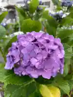 總社 和田八幡宮(福井県)