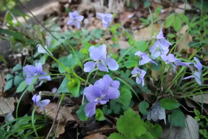 弘法山 大師堂の自然