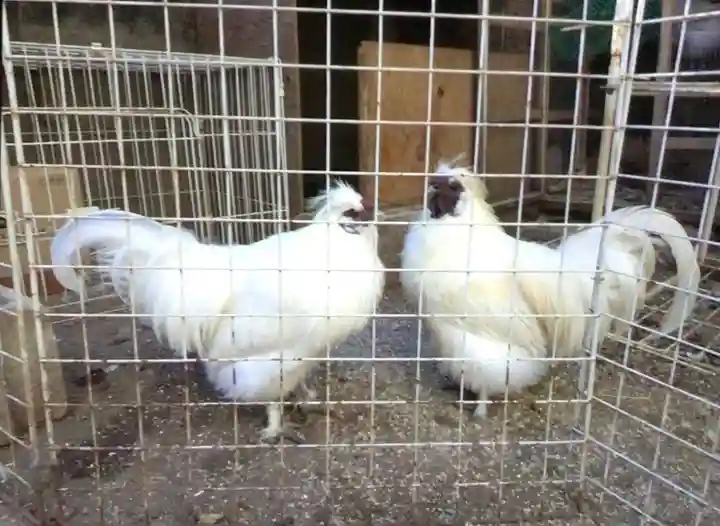 榮久山大法寺(東京都)