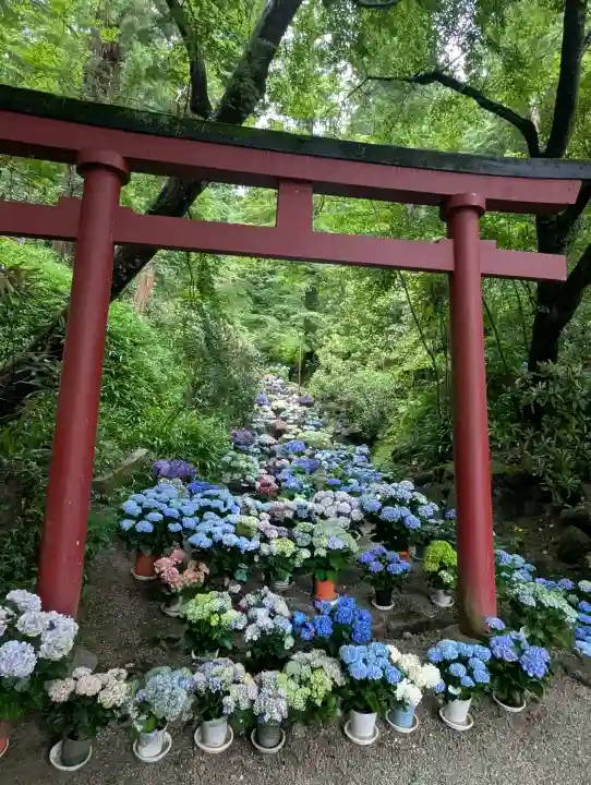 岡寺(龍蓋寺)(奈良県)