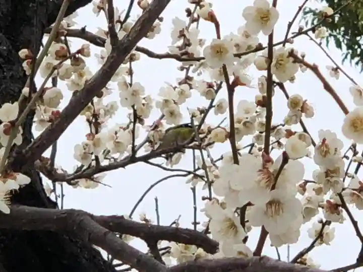 山田天満宮の動物