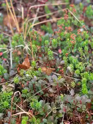 信州駒ヶ岳神社(長野県)