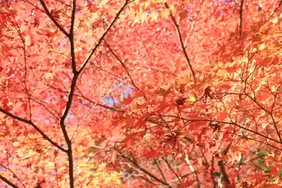 高尾山薬王院(東京都)