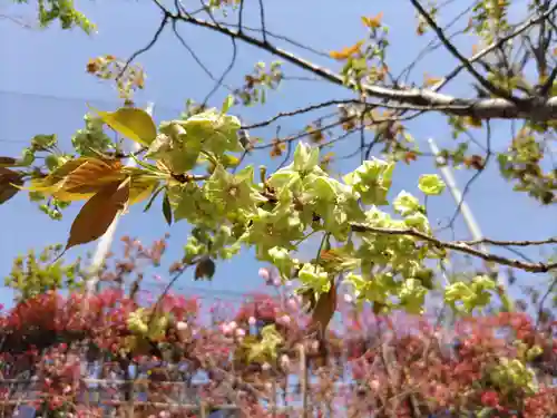 下神明天祖神社の自然